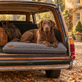 Chesapeake Bay Retriever on the Grey Orthopaedic Memory Foam Crate Mattress by Ralph & Co in the boot of a vintage estate car