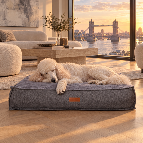 Standard Poodle stretched out on The Balmoral Herringbone Flat Pillow Bed by Ralph & Co in a Thames-side penthouse