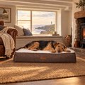 Airedale Terrier stretched out on The Lincoln Tweed Flat Pillow Bed by Ralph & Co in a Cornish clifftop cottage sitting room