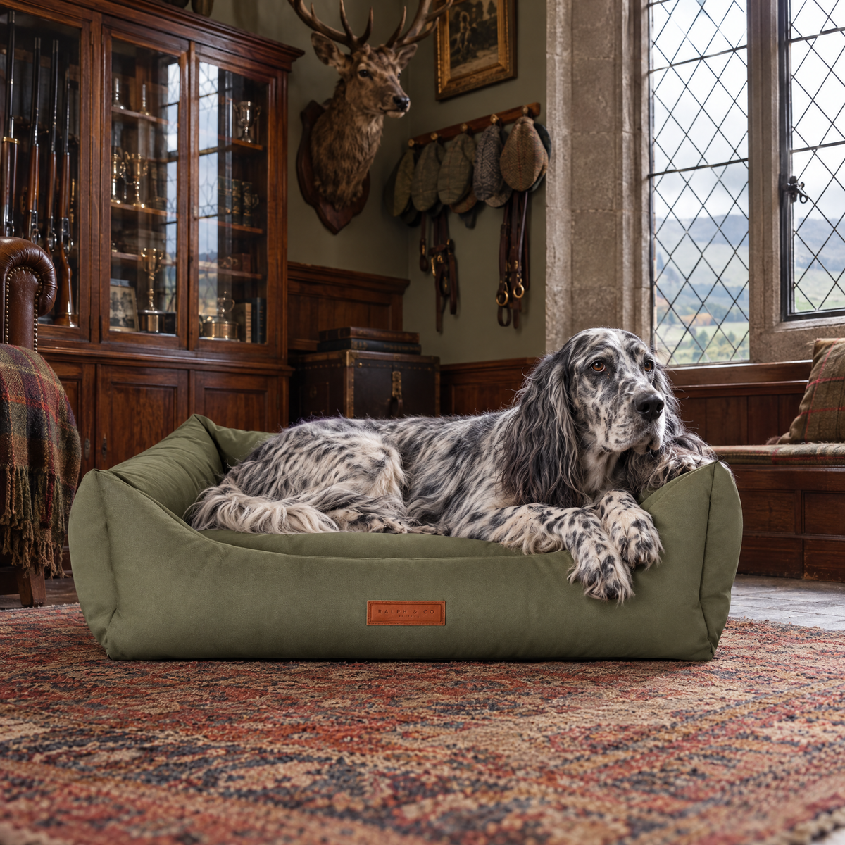 An English Setter stretched out in the Henley bolster bed in a Perthshire castle gun room