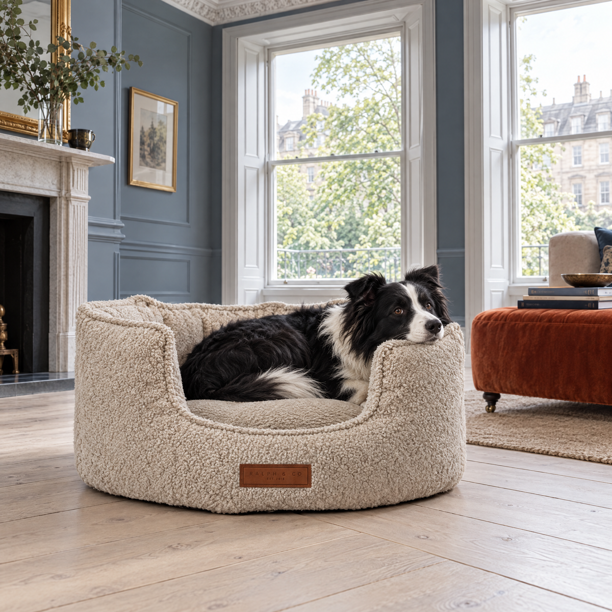 Border Collie curled in The Cotswold High-Wall Boucle Bed by Ralph & Co in an Edinburgh New Town salon