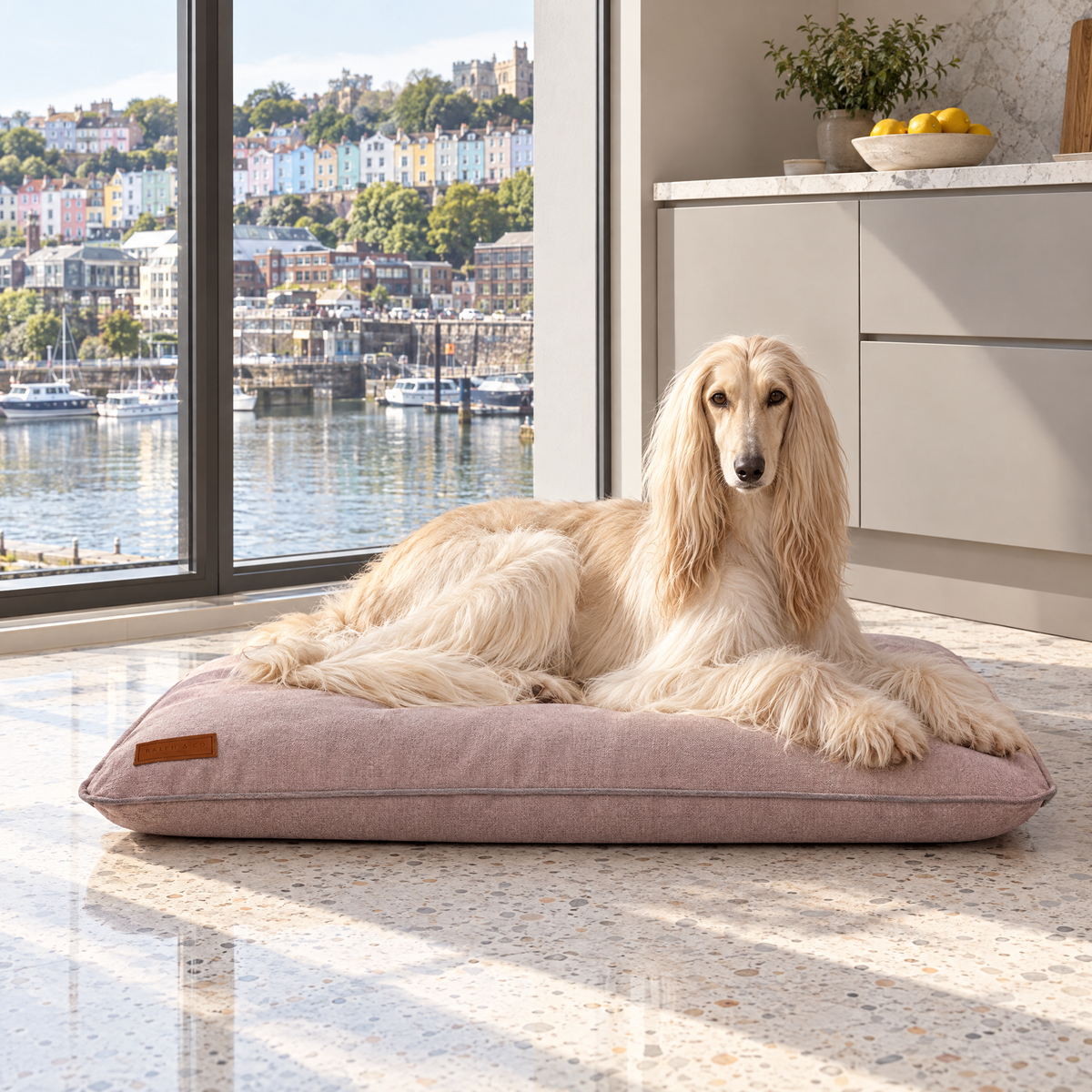 Afghan Hound lounging on the pink memory foam mattress in a Bristol harbourside kitchen
