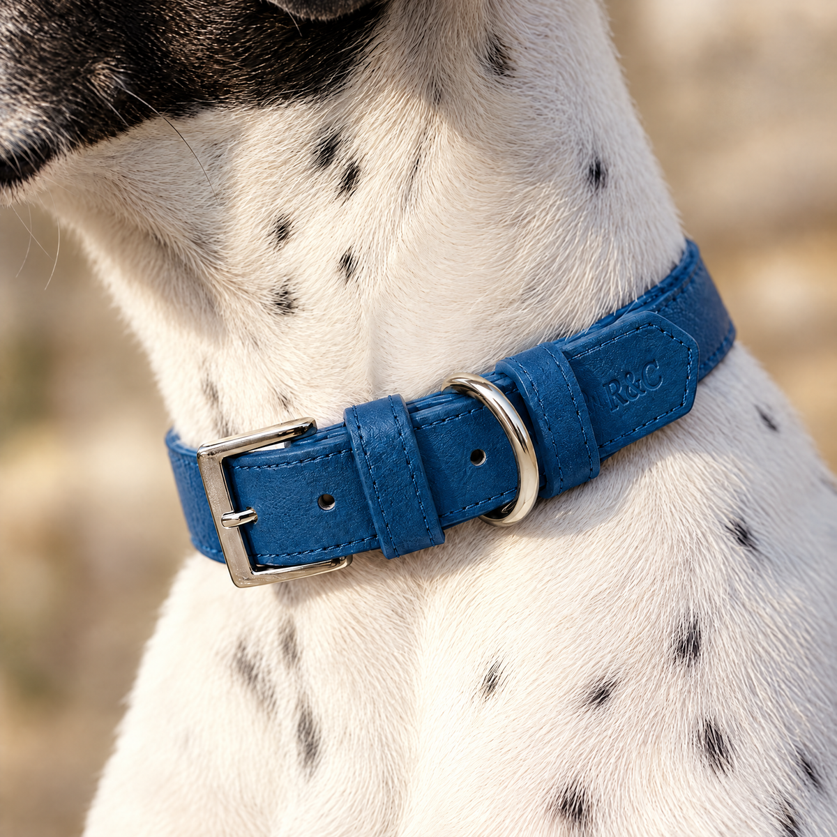 Close-up of the royal blue vegan leather collar, its stitching, buckle and embossed monogram