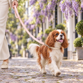 Blenheim Cavalier King Charles Spaniel trotting through a wisteria-covered Kensington mews on The Pink Vegan Leather Dog Lead by Ralph & Co