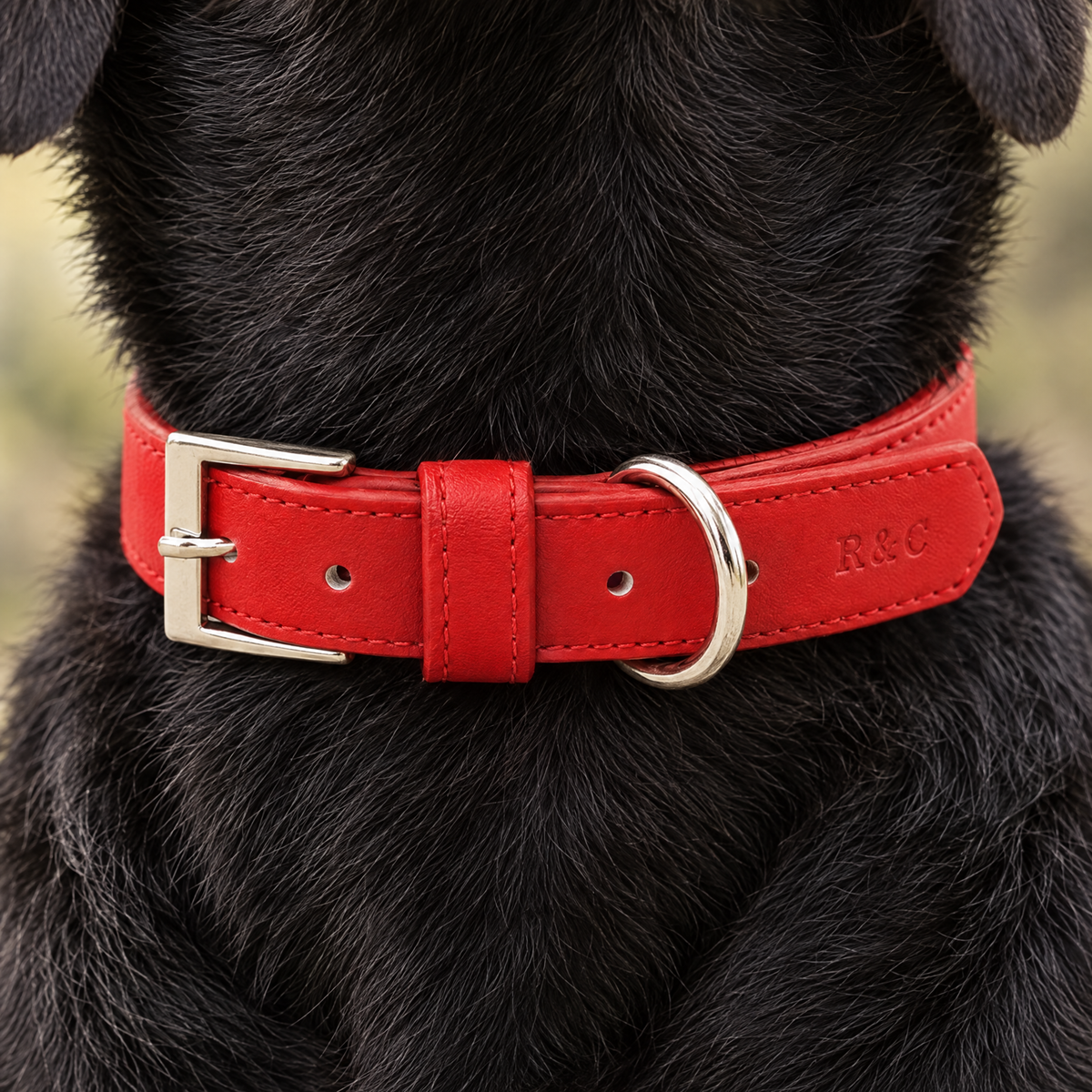 Close-up of The Red Vegan Leather Dog Collar by Ralph & Co on a black Labrador, showing buckle and embossed monogram