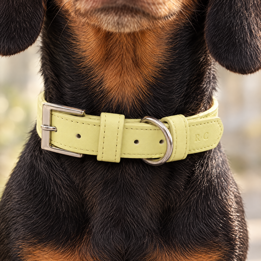 Close-up of The Yellow Vegan Leather Dog Collar by Ralph & Co on a miniature Dachshund, showing buckle and embossed monogram