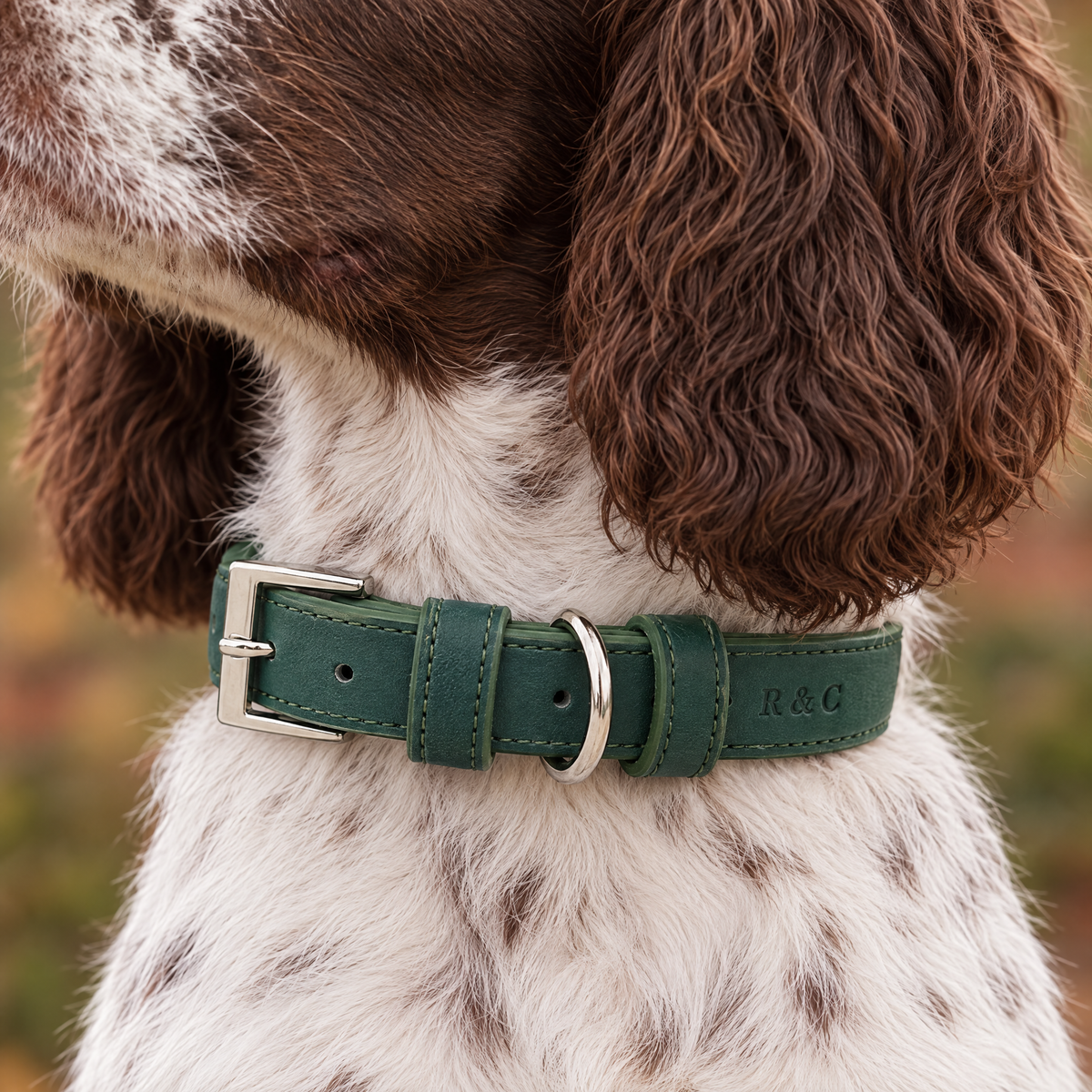 Close-up of The Green Vegan Leather Dog Collar by Ralph & Co on a Springer Spaniel, showing the embossed monogram and buckle