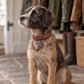 Border Terrier sitting in a farmhouse boot room wearing the Brown Vegan Leather Dog Collar by Ralph & Co