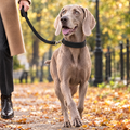 Weimaraner on an autumn London park walk on the Black Vegan Leather Dog Lead by Ralph & Co, with matching collar