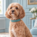 Apricot Cavapoo sitting in a duck-egg panelled drawing room wearing The Duck Egg Blue Vegan Leather Dog Collar by Ralph & Co