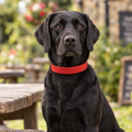 Black Labrador sitting in a country pub garden wearing The Red Vegan Leather Dog Collar by Ralph & Co
