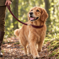 Golden Retriever on a beech woodland walk on the Oxblood Red Vegan Leather Dog Lead by Ralph & Co, with matching collar