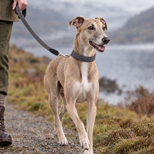 Whippet walking beside a misty Scottish loch on The Balmoral Grey Herringbone & Leather Dog Lead by Ralph & Co with the matching collar