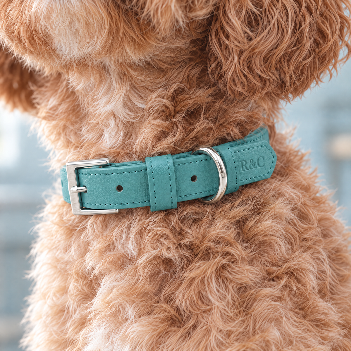 Close-up of The Duck Egg Blue Vegan Leather Dog Collar by Ralph & Co on an apricot Cavapoo, showing buckle and embossed monogram