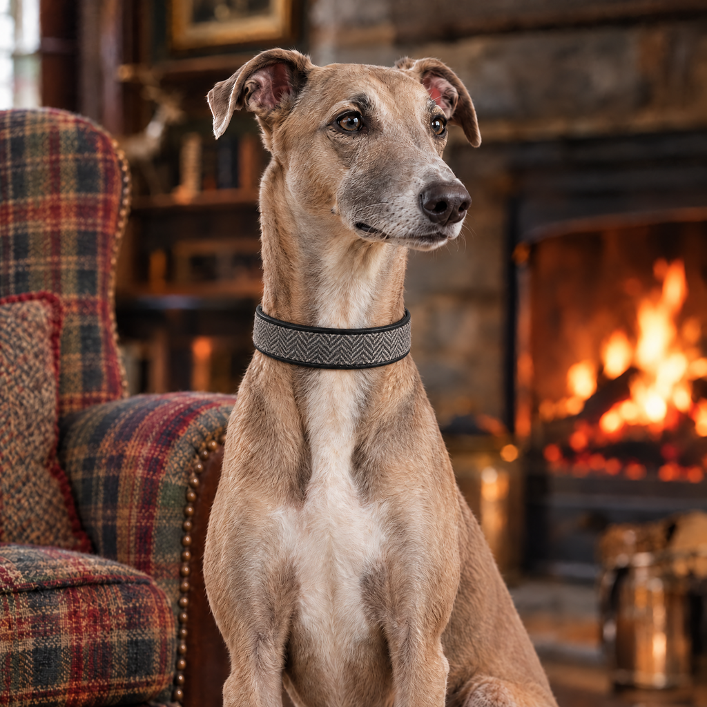 Blue fawn Whippet sitting by a log fire in a Highland lodge wearing The Balmoral Grey Herringbone & Leather Dog Collar by Ralph & Co