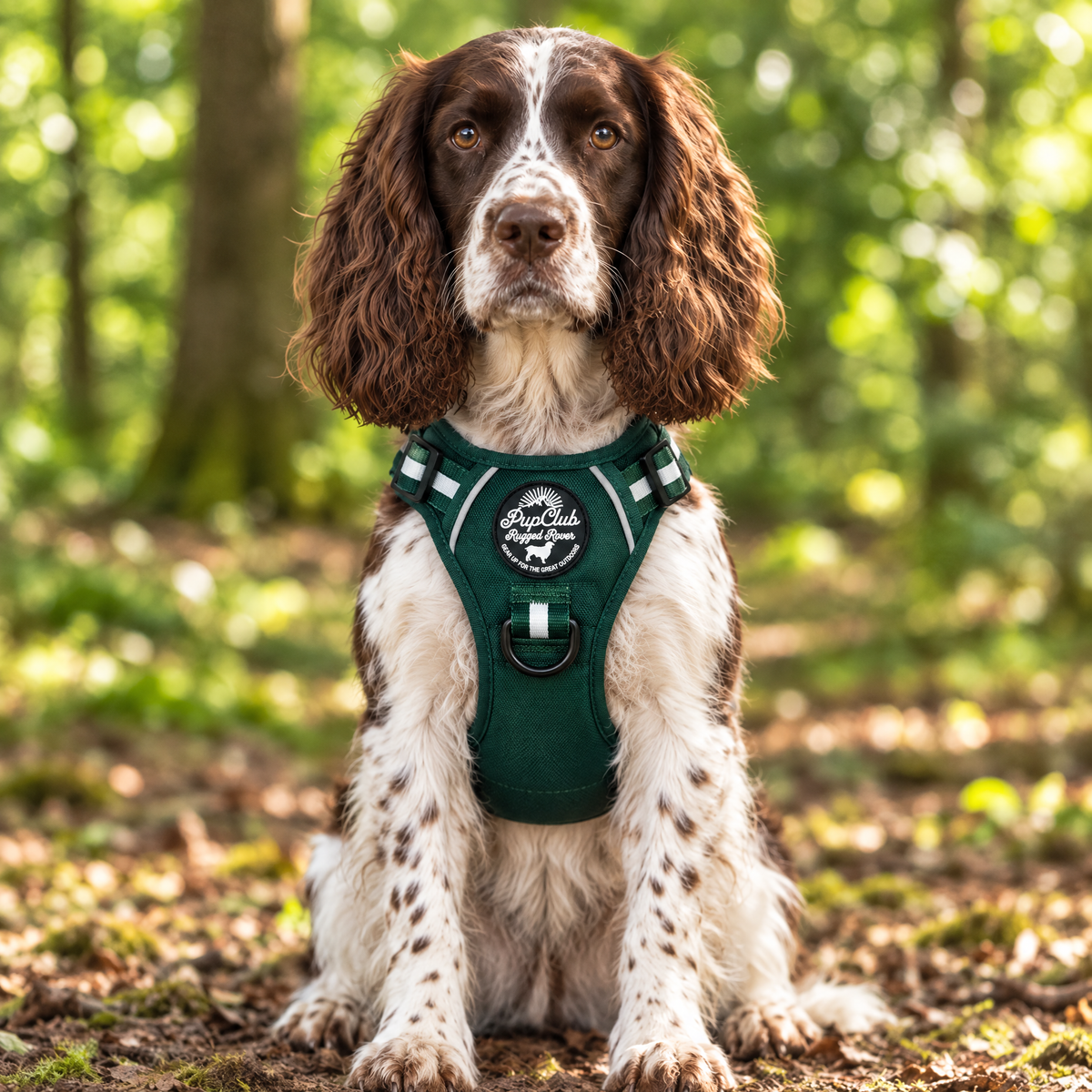 English Springer Spaniel wearing the Forest Green Rugged Rover dog harness by PupClub Couture, front view showing the chest panel and badge