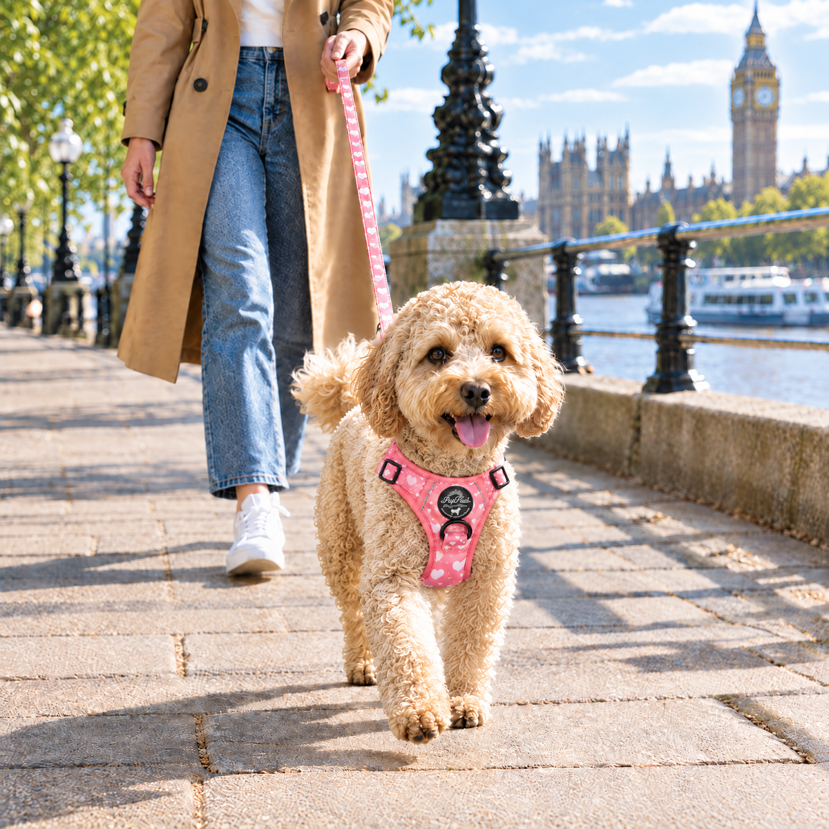 Dog out on a walk with the Peachy Hearts lead and matching Rugged Rover harness by PupClub