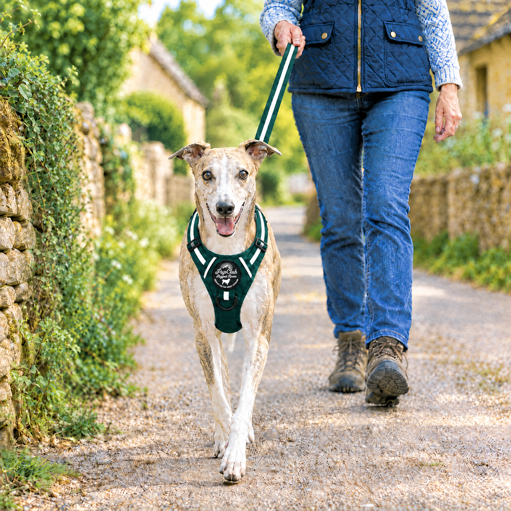 Dog out on a walk with the Forest Green lead and matching Rugged Rover harness by PupClub