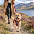Cairn Terrier out on a walk in the Red Tartan Rugged Rover harness and matching lead by PupClub Couture