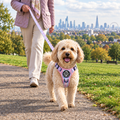 Lhasa Apso out on a walk in the Pink Tartan Rugged Rover harness and matching lead by PupClub Couture