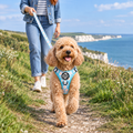 Miniature Poodle out on a walk in the Pastel Daisy Rugged Rover harness and matching lead by PupClub Couture