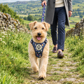 Lakeland Terrier out on a walk in the Summer Meadow Rugged Rover harness and matching lead by PupClub Couture