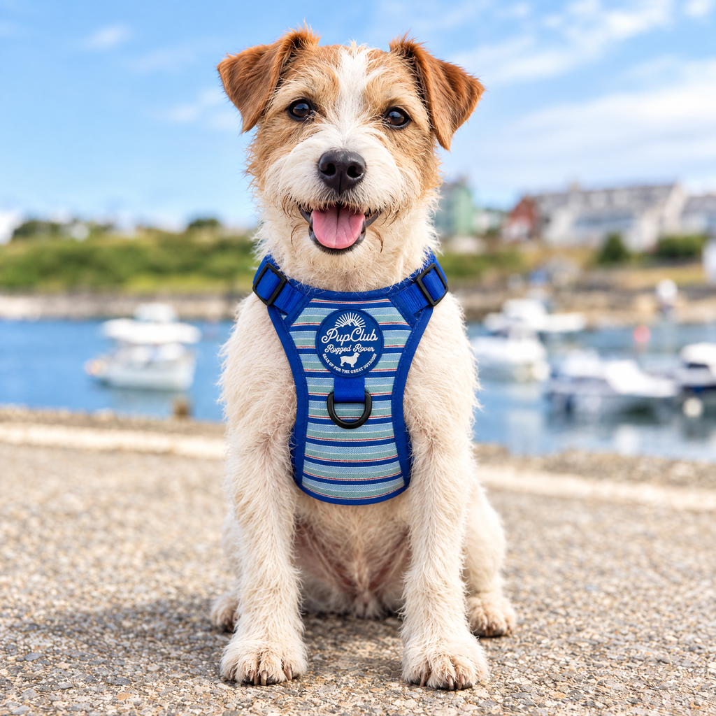 Parson Russell Terrier wearing the Sea Breeze Stripes Rugged Rover dog harness by PupClub Couture, front view showing the chest panel and badge