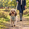 Working Cocker Spaniel out on a walk in the Woodland Friends Rugged Rover harness and matching lead by PupClub Couture