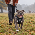 Staffordshire Bull Terrier out on a walk in the Midnight Black Rugged Rover harness and matching lead by PupClub Couture