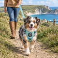 Miniature Australian Shepherd out on a walk in the Jurassic Party Rugged Rover harness and matching lead by PupClub Couture