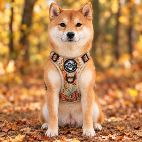 Front view of a dog wearing the Autumn Breeze Rugged Rover dog harness by PupClub, showing the badge and D-ring
