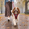 Dog out on a walk in the Berry Red Rugged Rover dog harness by PupClub with matching lead