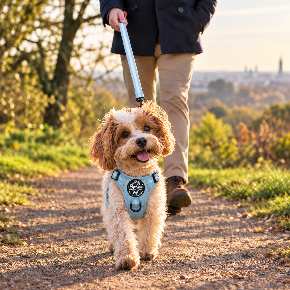 Dog out on a walk in the Pastel Blue Rugged Rover dog harness by PupClub with matching lead