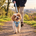 Pastel Blue PupClub lead on a dog walk