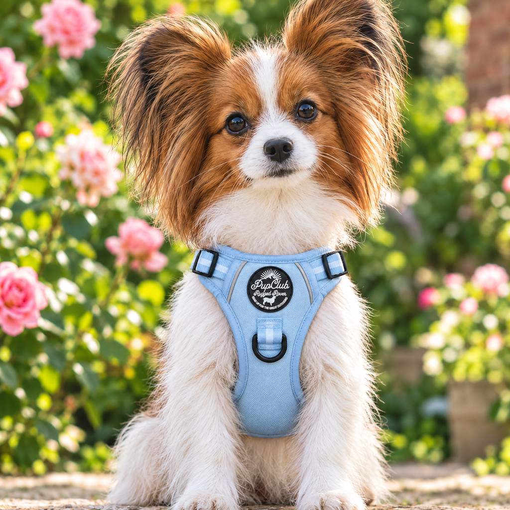 Front view of a dog wearing the Pastel Blue Rugged Rover dog harness by PupClub, showing the badge and D-ring