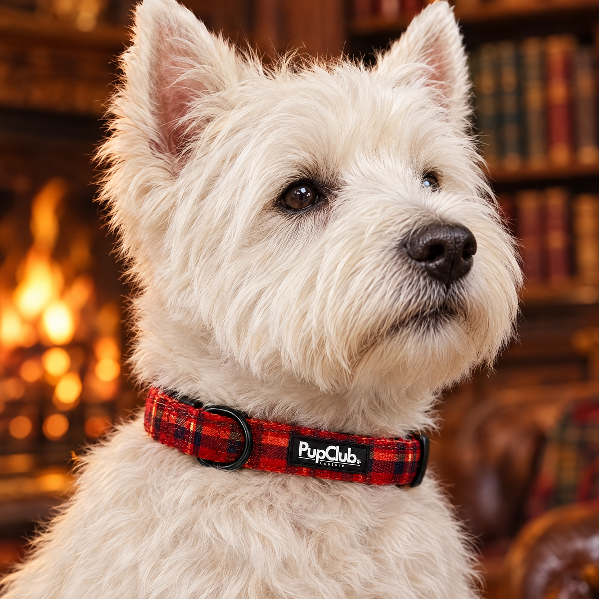 Close-up of The Red Tartan Dog Collar by PupClub Couture on a Westie, showing the buckle and D-ring