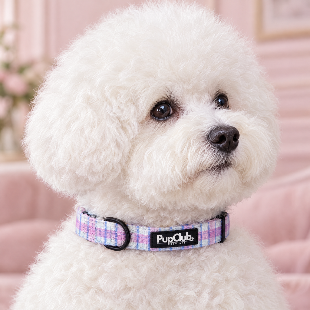 Close-up of The Pink Tartan Dog Collar by PupClub Couture on a Bichon Frise, showing the buckle and D-ring
