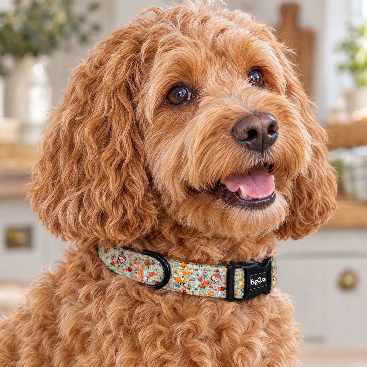 Close-up of The Woodland Friends Dog Collar by PupClub Couture on a Cockapoo, showing the buckle and D-ring