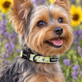 Close-up of The Bee-utiful Summer Dog Collar by PupClub Couture on a Yorkshire Terrier, showing the buckle and D-ring