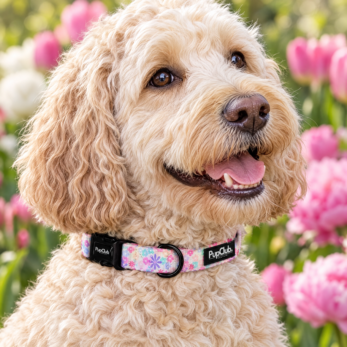 Close-up of The Pretty Petals Dog Collar by PupClub Couture on a Labradoodle, showing the buckle and D-ring
