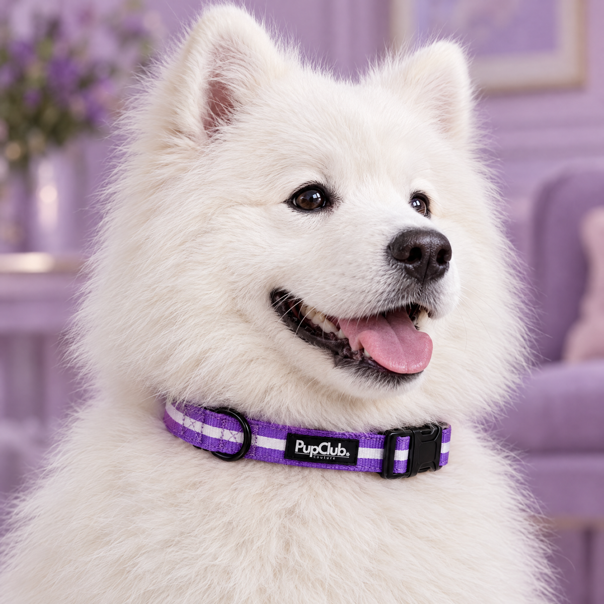 Close-up of The Lilac Blush Dog Collar by PupClub Couture on a Samoyed, showing the buckle and D-ring