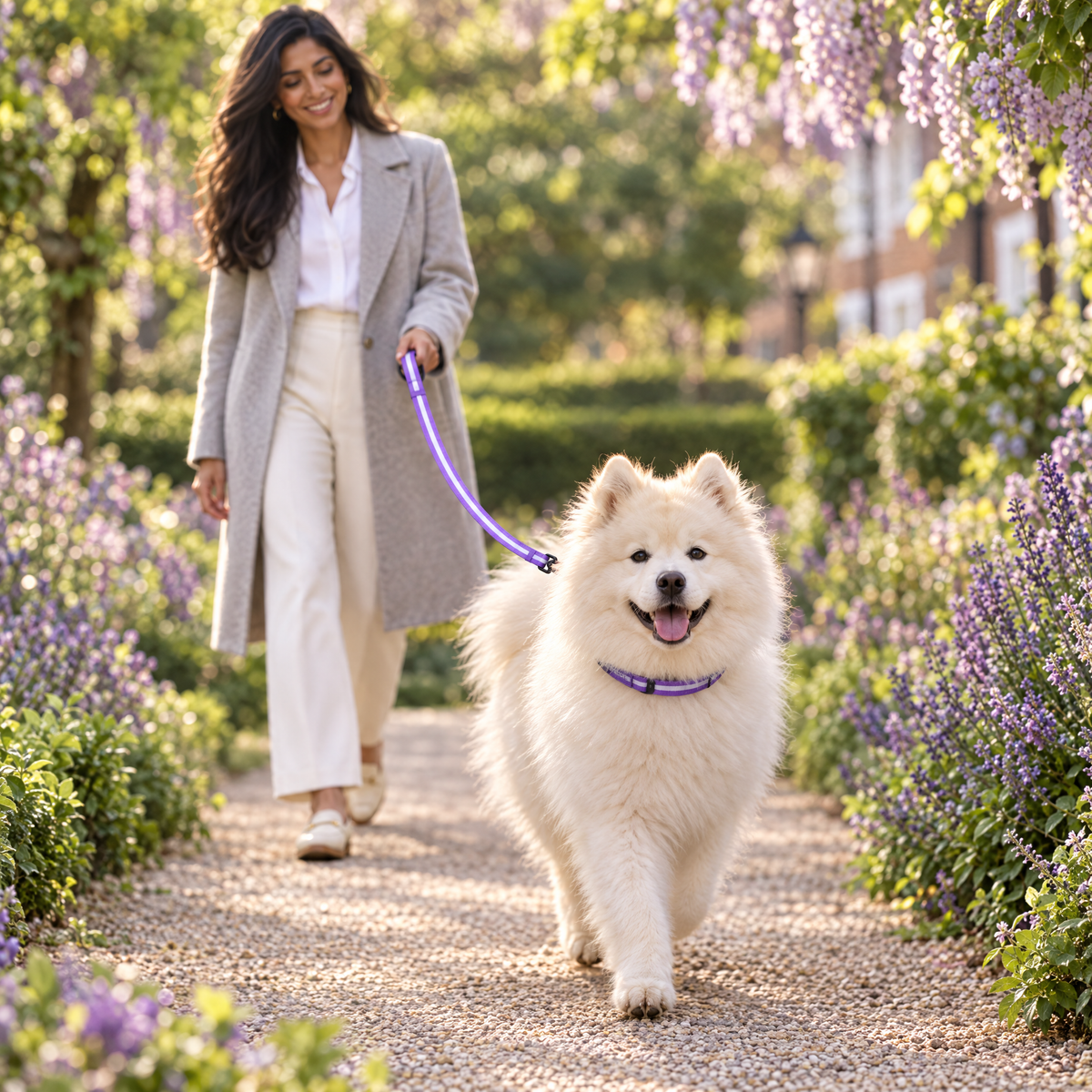 Samoyed walking through a Chelsea garden square with The Lilac Blush Dog Lead by PupClub Couture clipped to the matching collar
