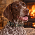 Close-up of The Foxbury Plaid Dog Collar by PupClub Couture on a German Shorthaired Pointer, showing the buckle and D-ring