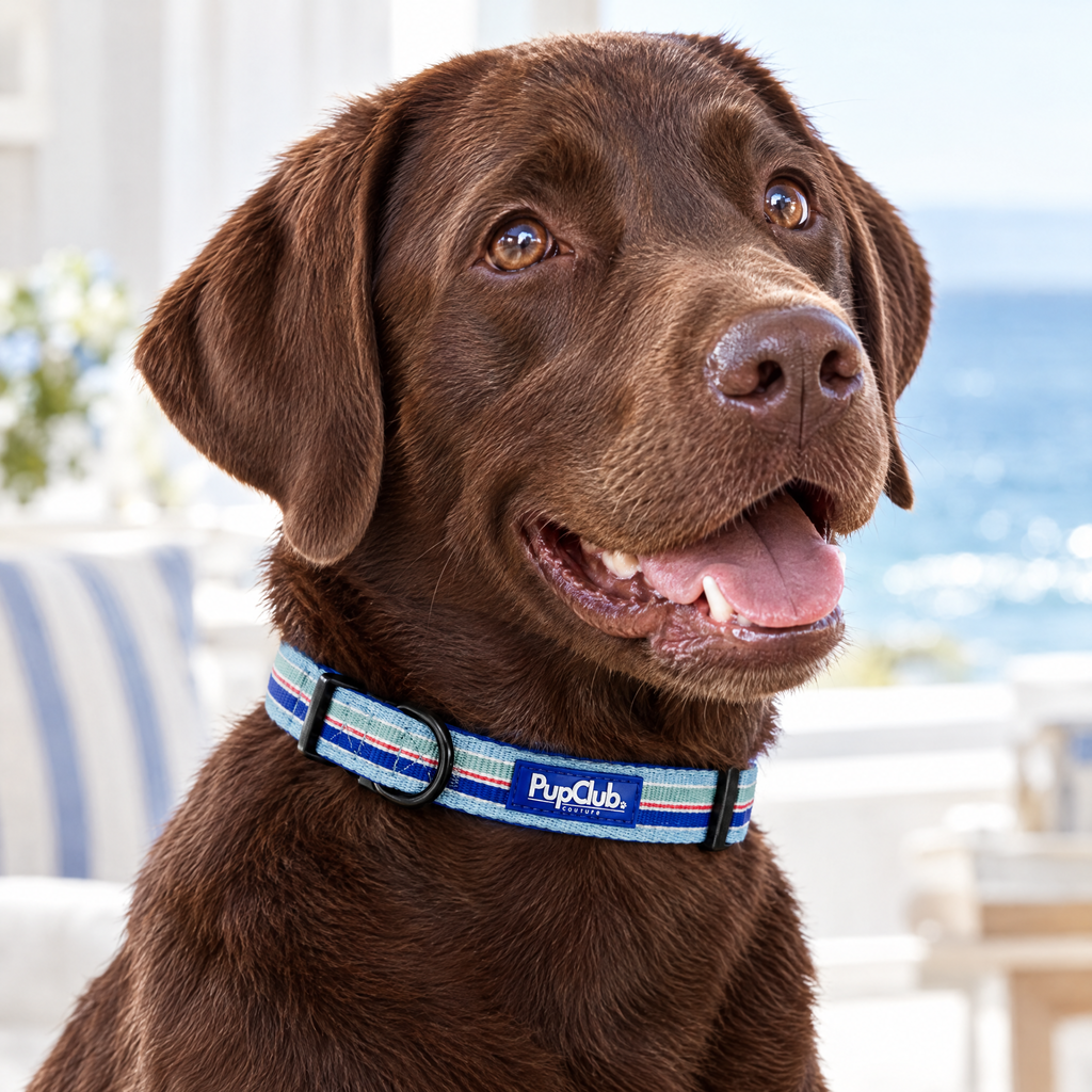 Close-up of The Sea Breeze Stripes Dog Collar by PupClub Couture on a chocolate Labrador, showing the buckle and D-ring