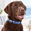 Close-up of The Sea Breeze Stripes Dog Collar by PupClub Couture on a chocolate Labrador, showing the buckle and D-ring