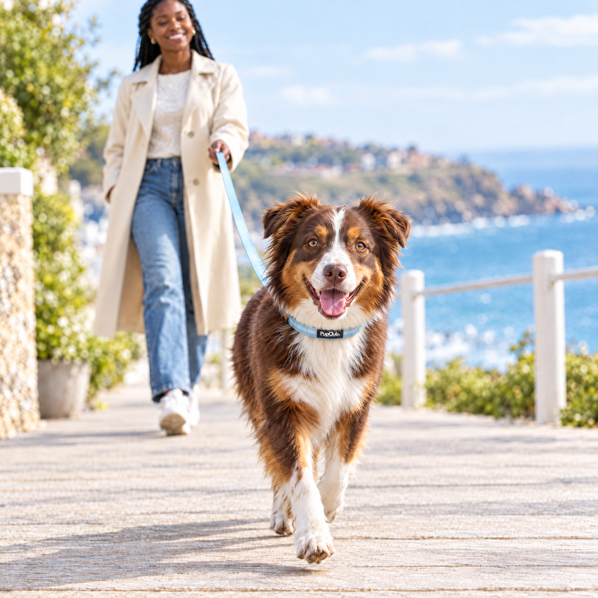 An Australian Shepherd walking along a seaside promenade wearing The Pastel Blue Dog Collar by PupClub Couture with the matching lead