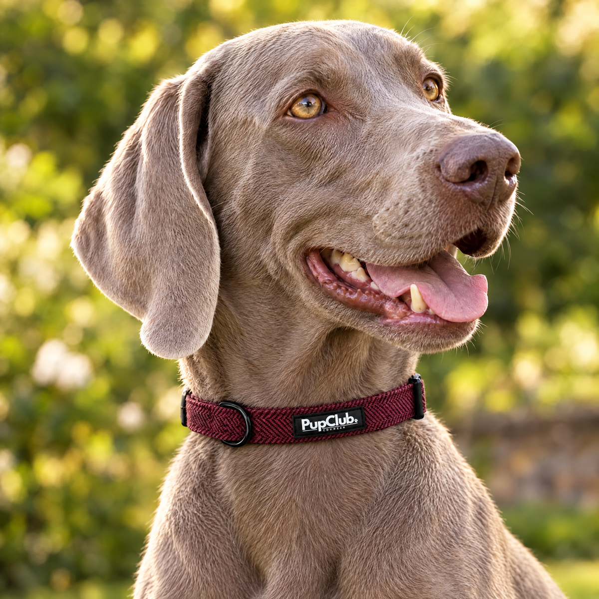 Close-up of The Berry Tweed Dog Collar by PupClub Couture on a Weimaraner, showing the buckle and D-ring
