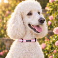 Close-up of The Pastel Pink Dog Collar by PupClub Couture on a white Standard Poodle, showing the buckle and D-ring