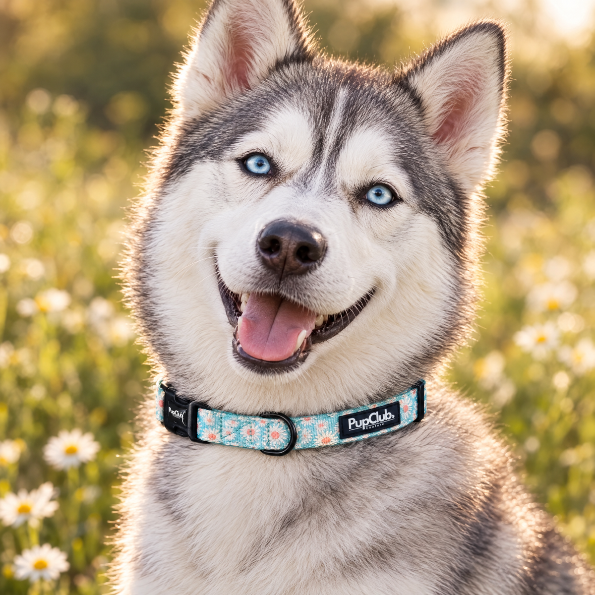 Close-up of The Pastel Daisy Dog Collar by PupClub Couture on a Siberian Husky, showing the buckle and D-ring