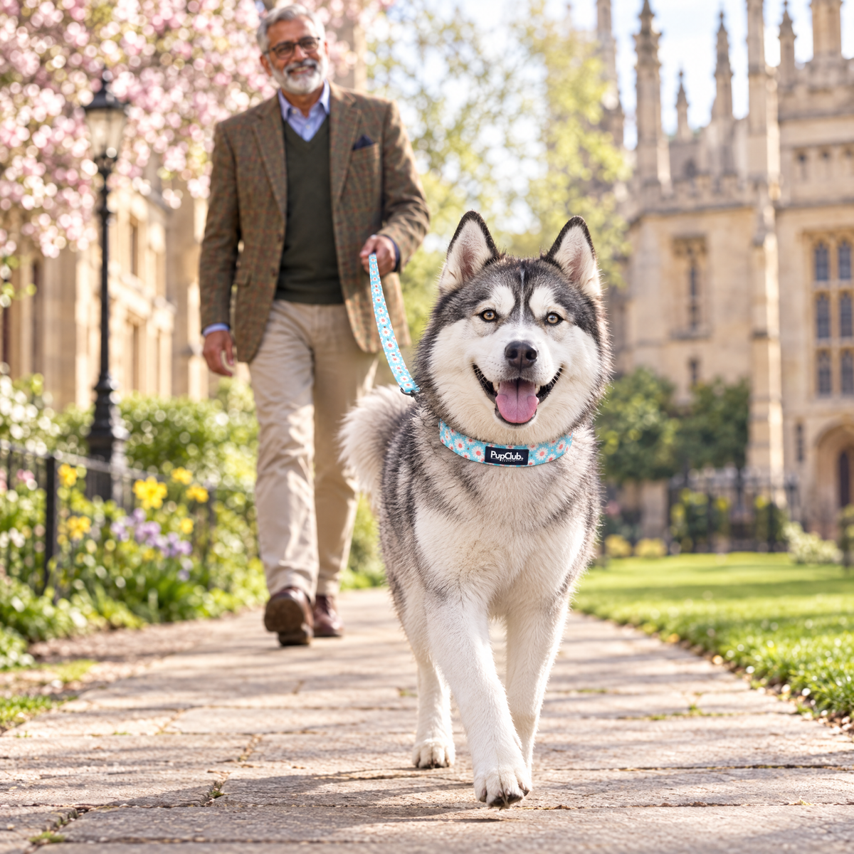 A Siberian Husky walking along the Cambridge college backs wearing The Pastel Daisy Dog Collar by PupClub Couture with the matching lead